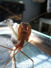 Chinese mantid defense pose