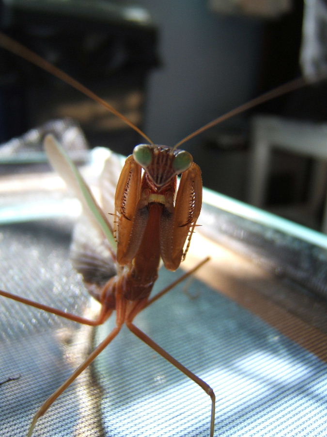 Chinese mantid defense pose
