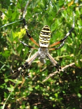 unknown spider found in Corfu