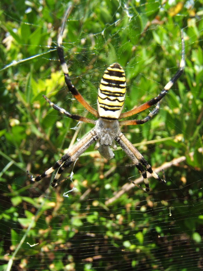 unknown spider found in Corfu