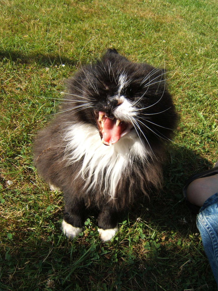 cat trying to look evil