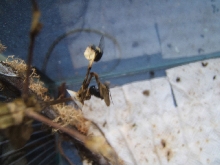 Greedy Wandering Violin Mantid