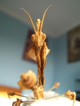 Wandering Violin close up