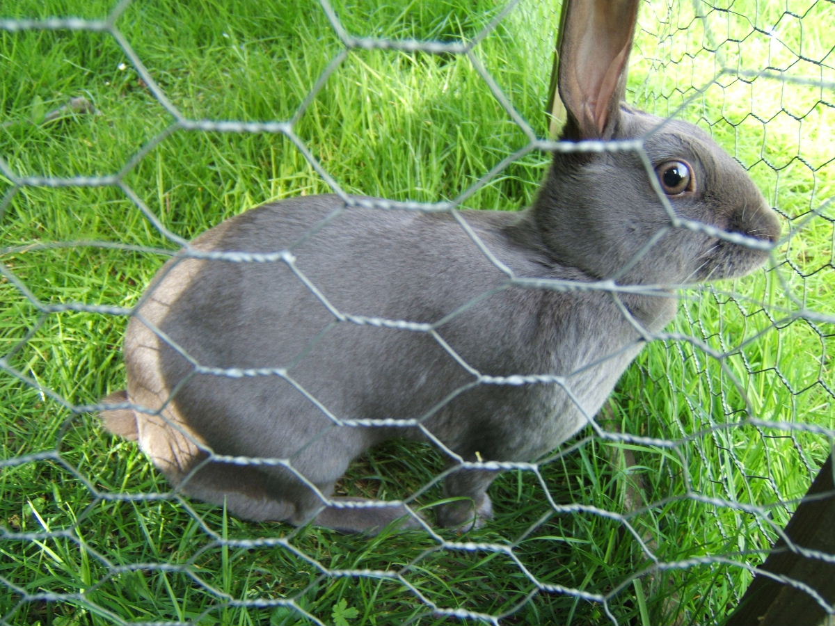 Rabbit