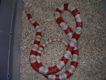 Male Amelanistic 3
