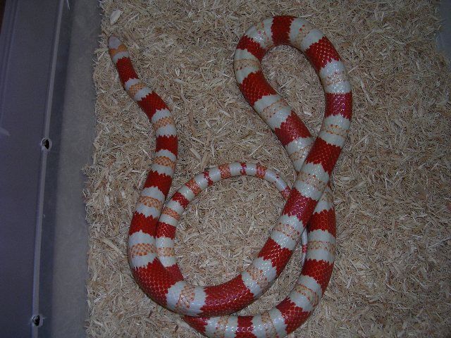 Male Amelanistic 3