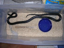 Male Gaigae