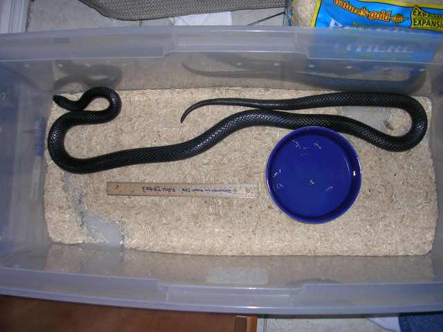 Male Gaigae