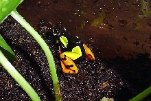 My frist frog