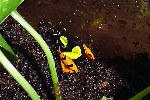 My frist frog