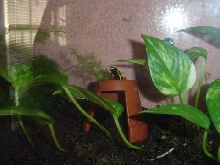 painted mantella
