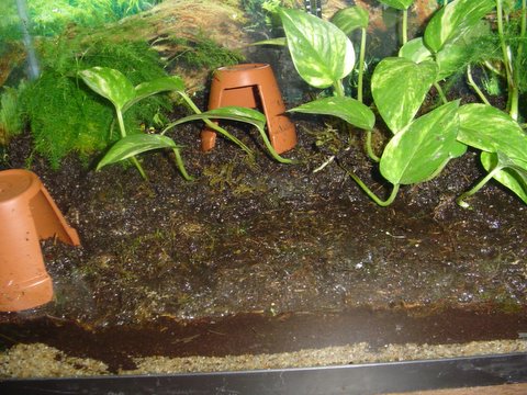 Mantella det up