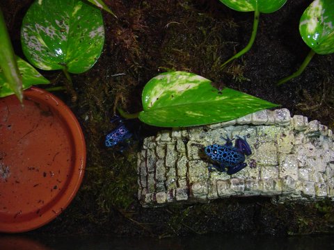 Why did the frog cross the bridge?