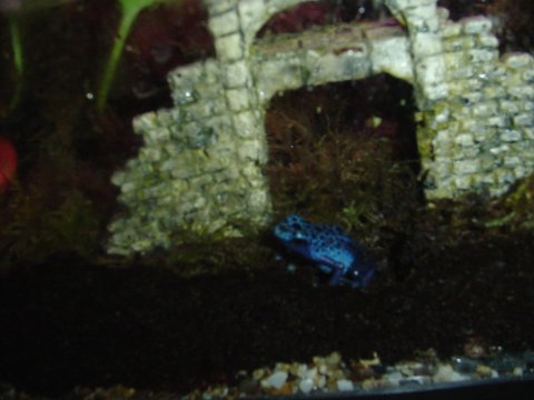 Frog Under the Bridge