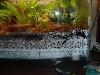 false bottom tank