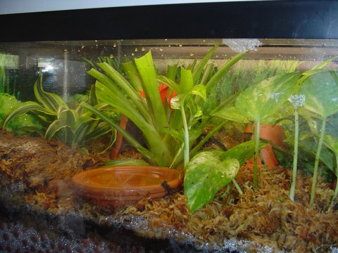 Tank set up 2