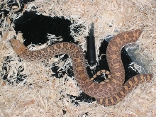 Kingsville x Hypo Stillwater