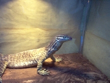 Argus Monitor