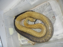 WC Black Tail