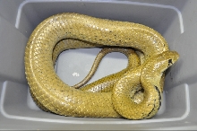 WC Golden Uni