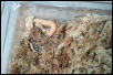 Albino Western Hognose