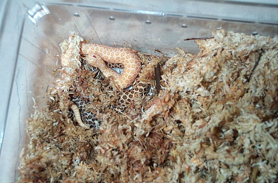 Albino Western Hognose