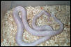 Amel Eastern Chain Kingsnake
