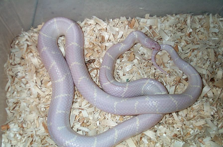 Amel Eastern Chain Kingsnake