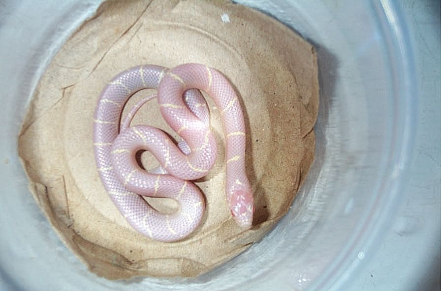 Amel Eastern Chain Baby