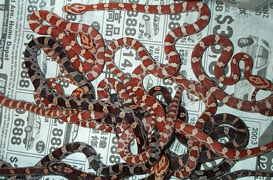 Crimson Corns and Jasper's