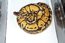 pastel het ghost