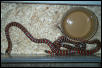 Female knoblochi