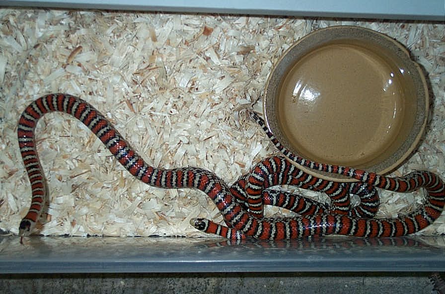 Female knoblochi