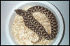 Mexican Hognose (Female)