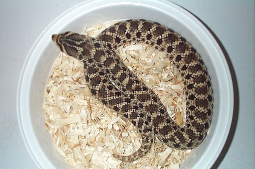 Mexican Hognose (Female)