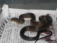 Female Black tail