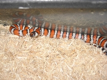 female agalma
