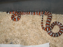 female agalma