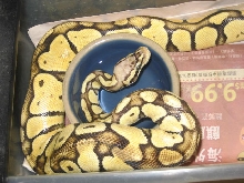 pastel img ball