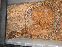 pregnant female BRB