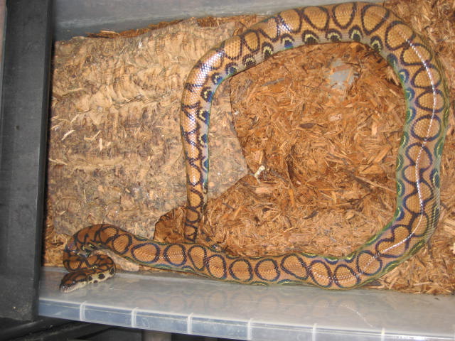 pregnant female BRB