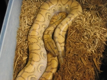 hypo rainbow #2