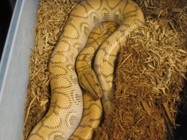 hypo rainbow #2