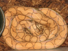 hypo rainbow #1
