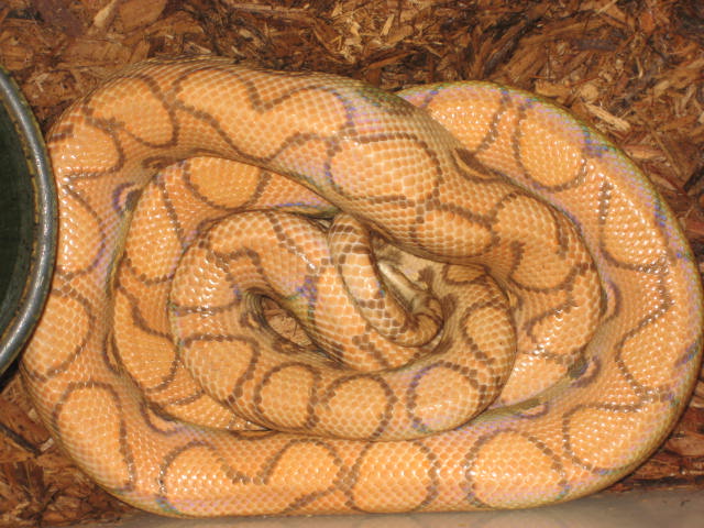 hypo rainbow #1