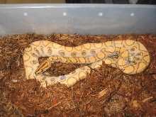hypo rainbow #3