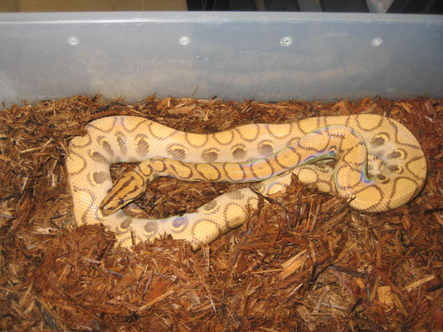 hypo rainbow #3