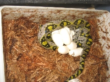 Mandarin sitting on eggs