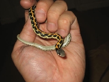 eastern black neck juevi