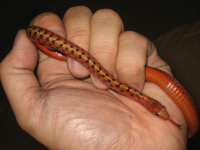 ery flame